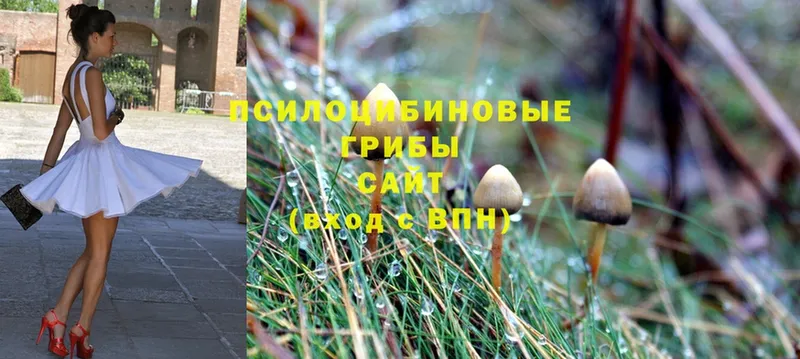 Псилоцибиновые грибы Psilocybine cubensis  Осташков 